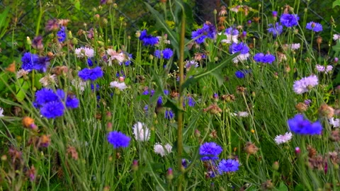 Flower meadow Stock Footage 135496835