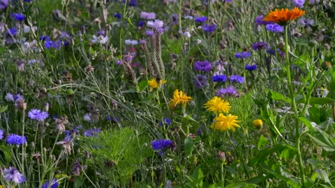 Flower meadow Stock Footage 135496841