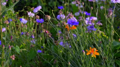 Flower meadow Stock Footage 135496979