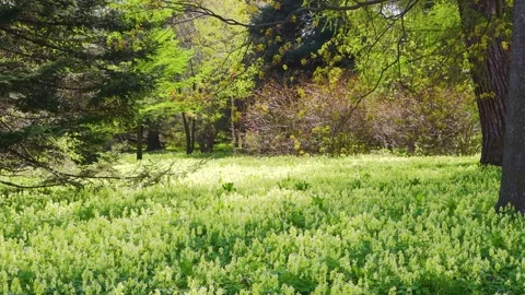 Flower meadow in the forest. Stock Footage 243488262