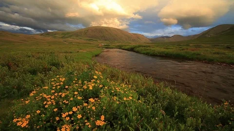 Flower meadow in the mountains Stock Footage 72307898