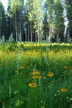 Flower meadow Stock Photos