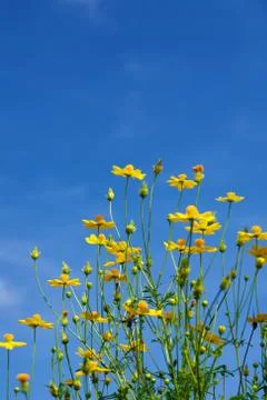 Flower meadow Foto stock