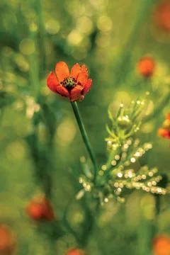 Flower meadow Stock Photos