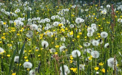 Flower meadow Stock Photos