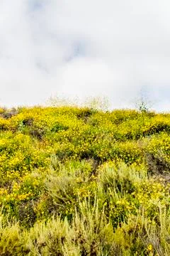 Flower Meadow Foto stock