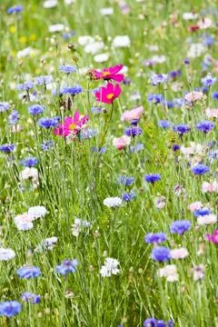 Flower meadow Stock Photos