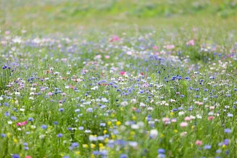 Flower meadow Stock Photos