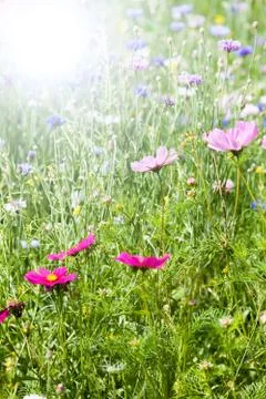 Flower meadow Stock Photos