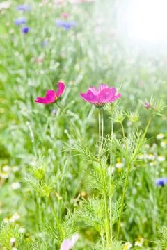 Flower meadow Stock Photos