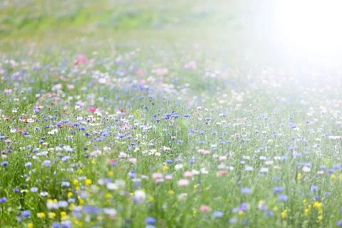 Flower meadow Stock Photos