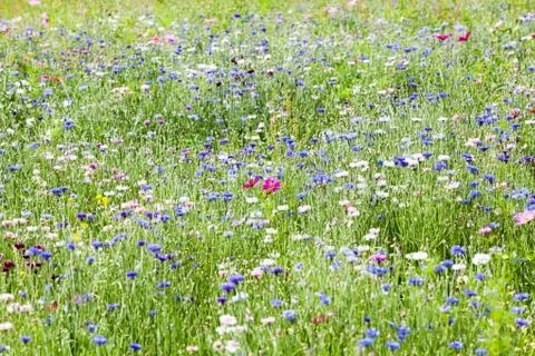 Flower meadow Stock Photos