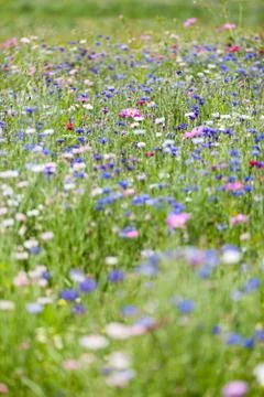 Flower meadow Stock Photos