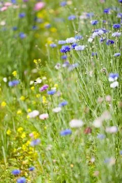 Flower meadow Stock Photos