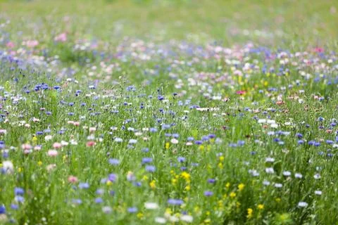 Flower meadow Stock Photos