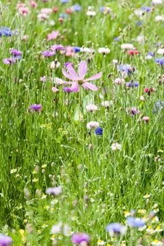 Flower meadow Stock Photos