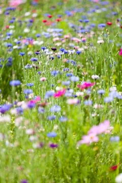 Flower meadow Stock Photos