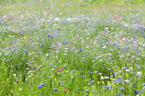 Flower meadow Stock Photos