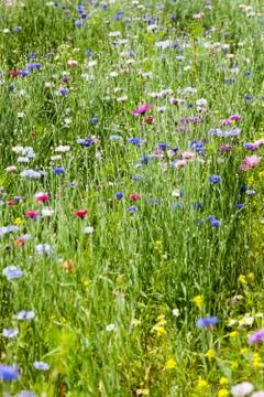 Flower meadow Stock Photos