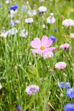 Flower meadow Stock Photos