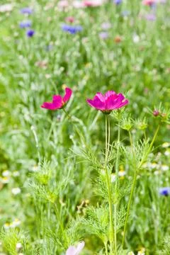Flower meadow Stock Photos