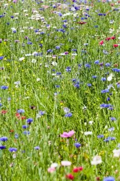 Flower meadow Stock Photos