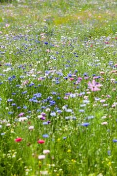 Flower meadow Stock Photos