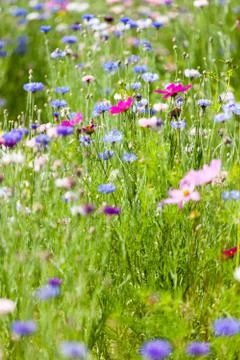 Flower meadow Stock Photos