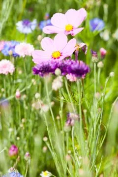 Flower meadow Stock Photos