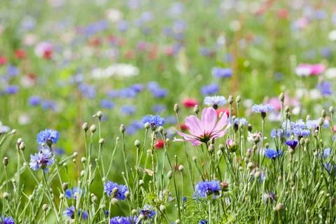 Flower meadow Stock Photos