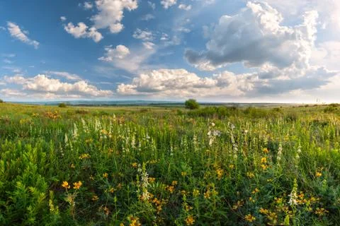 Flower meadow Stock Photos