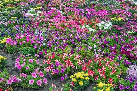 Flower meadow Stock Photos