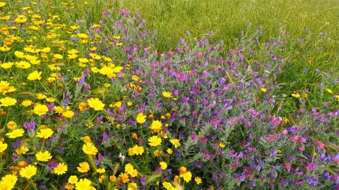 Flower meadow Stock Photos