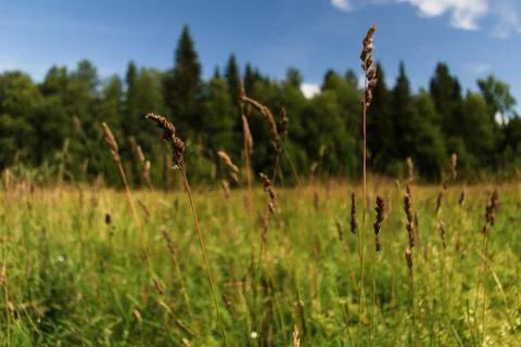 Flower in meadow Stock Photos