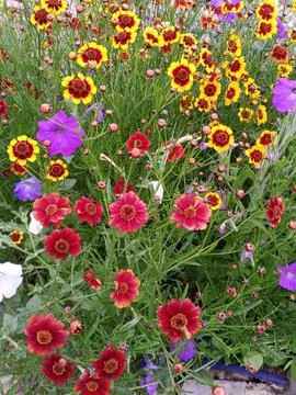 Flower meadow Фото