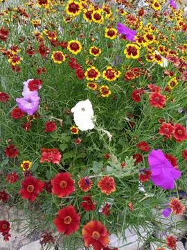 Flower meadow Stockfoto's