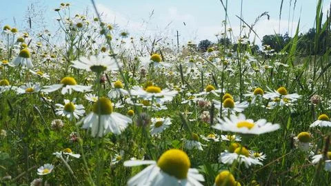 Flower meadow Foto stock