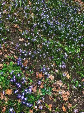 Flower Meadow 写真素材