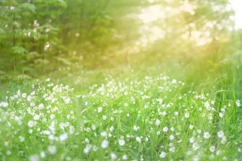 Flower meadow in the rays of the sun. Stock Photos