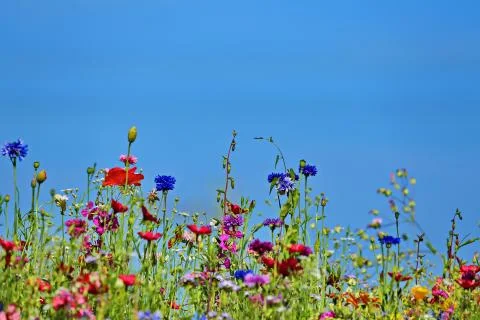 Flower meadow in the summer with blue sky from the mouse perspective Stock Photos