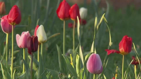 Flower meadow with tulips in spring Stock Footage 266266534