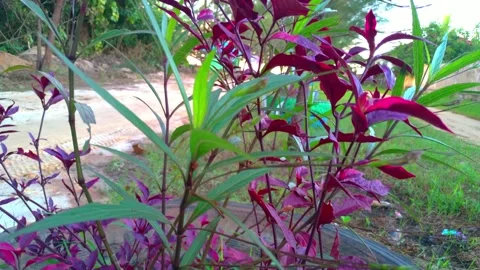 Flower middle 库存影片 134295821