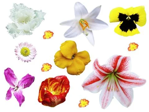 Flower Mix Stock Photos