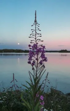 Flower on the moonlight. Stock Photos