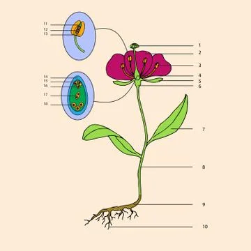 Flower morphology Stock Illustration