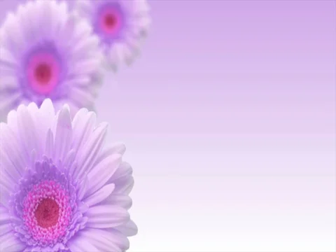 Flower Motion Stock Footage 73617755