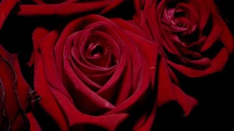 Flower Motion Time-Lapse - Blooming and Dying Rose Bouquet - 29,97FPS NTSC Video stock 89261126