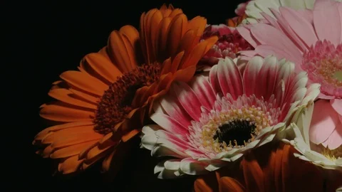 Flower Motion Time-Lapse - Gerbera Daisy Bouquet Background - 29,97FPS NTSC Stock Footage 86202998