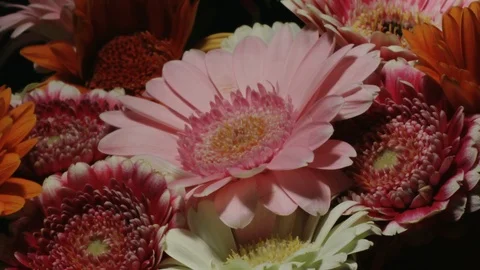 Flower Motion Time-Lapse - Pink Gerbera Daisy in Bouquet - 29,97FPS NTSC Stock Footage 86079353