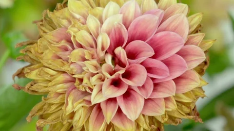 Flower Motion Time-Lapse - Red Dahlia Plant Close Up - 59,94FPS NTSC Stock-Footage 115318394